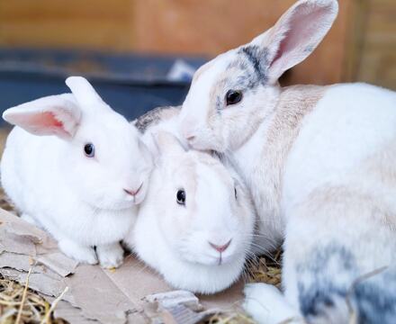 14 Rabbits at Drapers